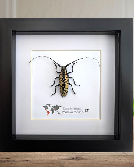 Deliathis batesi  longhorn beetle, taxidermy bug, entomology present, beetle collection, nature art, natural history, ethically sourced