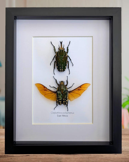 Framed african fruit beetle taxidermy: entomology gift (6" x 6")