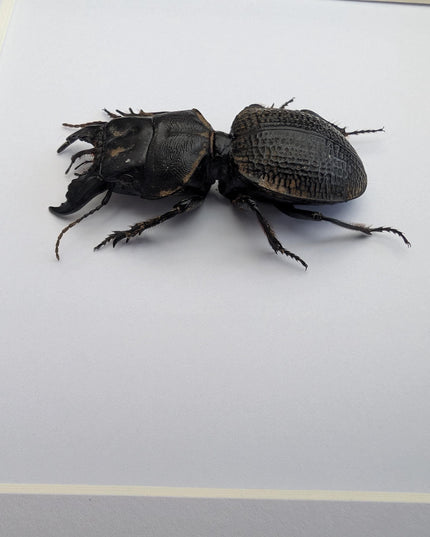 Framed Madagascar Giant Ground Beetle, Ethically Sourced Entomology Display