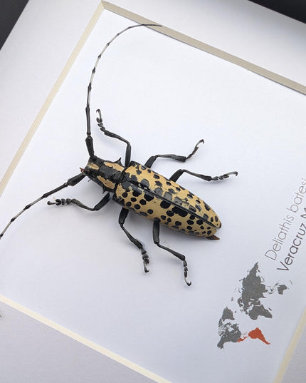Deliathis batesi  longhorn beetle, taxidermy bug, entomology present, beetle collection, nature art, natural history, ethically sourced