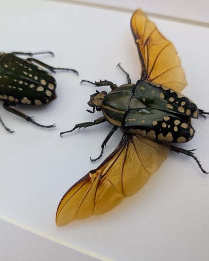 Framed african fruit beetle taxidermy: entomology gift (6" x 6")