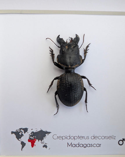 Framed Madagascar Giant Ground Beetle, Ethically Sourced Entomology Display