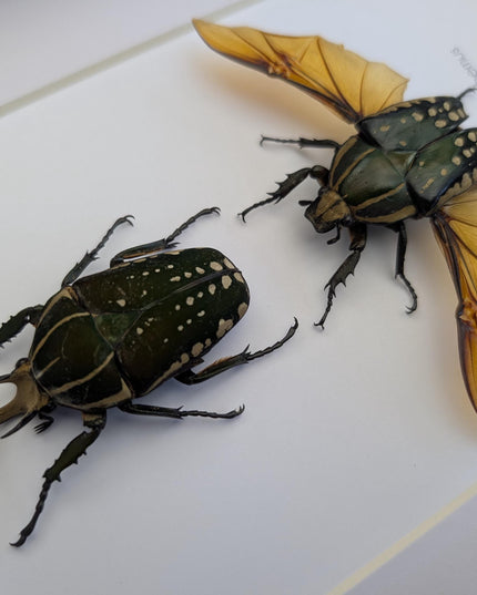Framed african fruit beetle taxidermy: entomology gift (6" x 6")