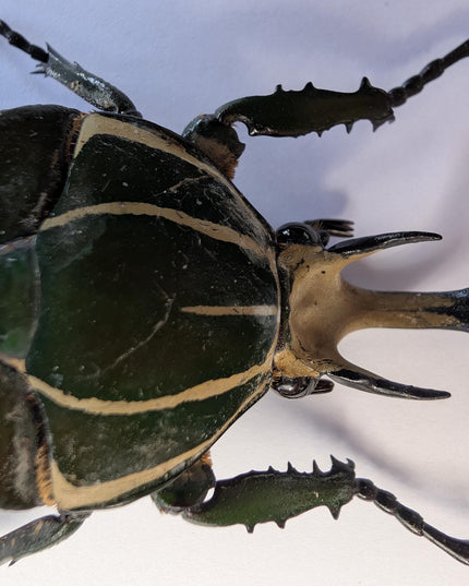 Framed african fruit beetle taxidermy: entomology gift (6" x 6")