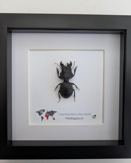 Framed Madagascar Giant Ground Beetle, Ethically Sourced Entomology Display