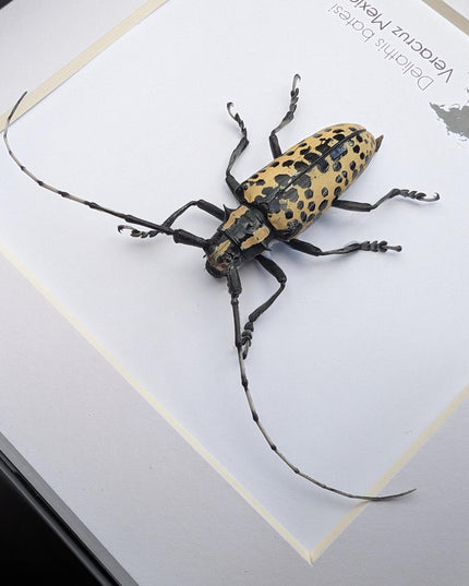 Deliathis batesi  longhorn beetle, taxidermy bug, entomology present, beetle collection, nature art, natural history, ethically sourced