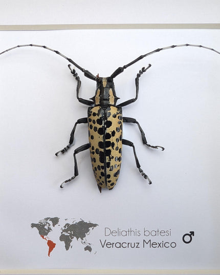 Deliathis batesi  longhorn beetle, taxidermy bug, entomology present, beetle collection, nature art, natural history, ethically sourced