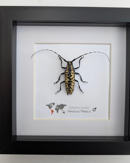 Deliathis batesi  longhorn beetle, taxidermy bug, entomology present, beetle collection, nature art, natural history, ethically sourced