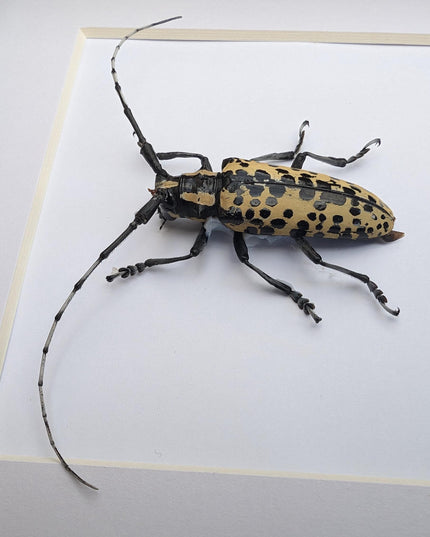 Deliathis batesi  longhorn beetle, taxidermy bug, entomology present, beetle collection, nature art, natural history, ethically sourced