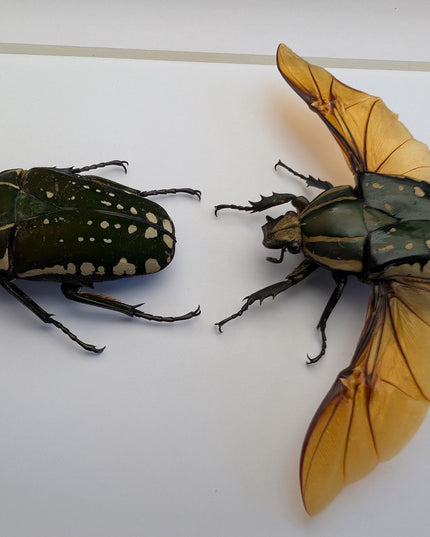 Framed african fruit beetle taxidermy: entomology gift (6" x 6")