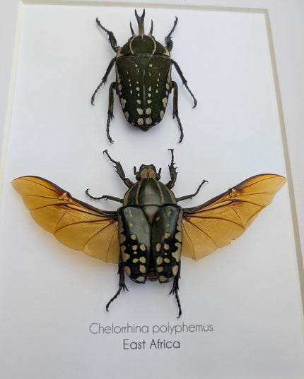 Framed african fruit beetle taxidermy: entomology gift (6" x 6")