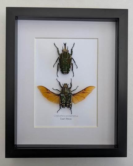 Framed african fruit beetle taxidermy: entomology gift (6" x 6")
