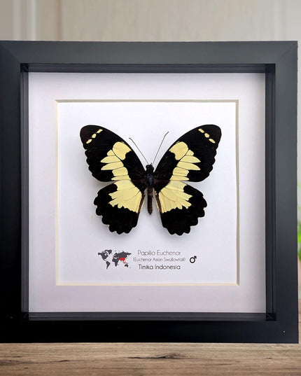 Framed papilio euchenor (front view) butterfly: black and white swallowtail, indonesia (8x8)