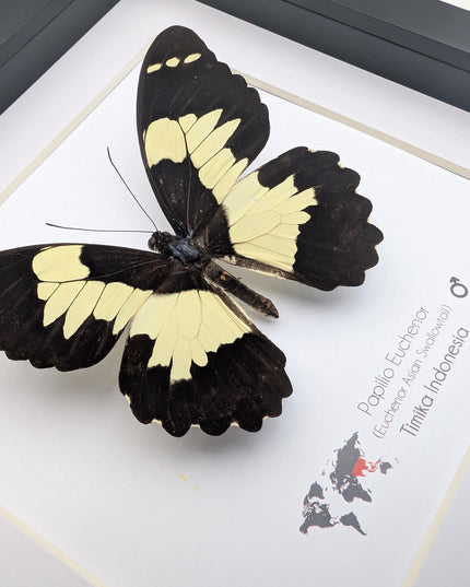 Framed papilio euchenor (front view) butterfly: black and white swallowtail, indonesia (8x8)