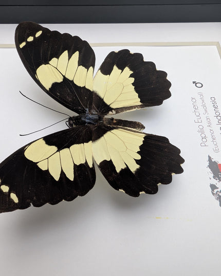 Framed papilio euchenor (front view) butterfly: black and white swallowtail, indonesia (8x8)