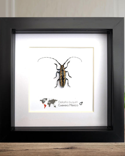 Deliathis buqueti  longhorn beetle, taxidermy bug, entomology present, beetle collection, nature art, natural history, ethically sourced