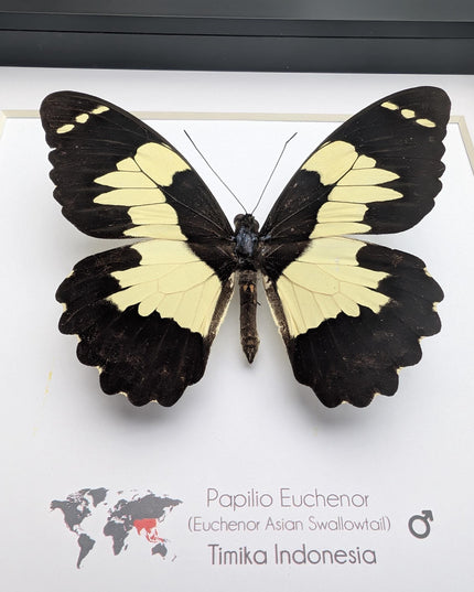 Framed papilio euchenor (front view) butterfly: black and white swallowtail, indonesia (8x8)