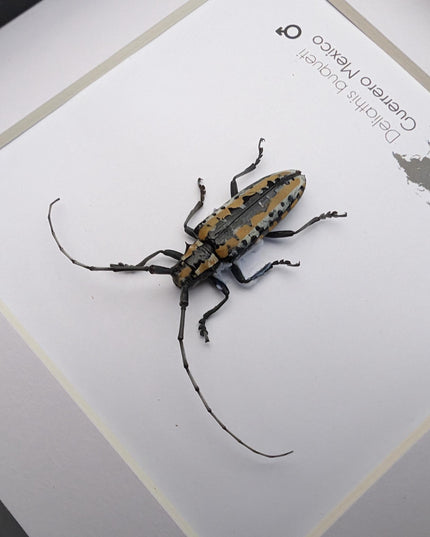 Deliathis buqueti  longhorn beetle, taxidermy bug, entomology present, beetle collection, nature art, natural history, ethically sourced