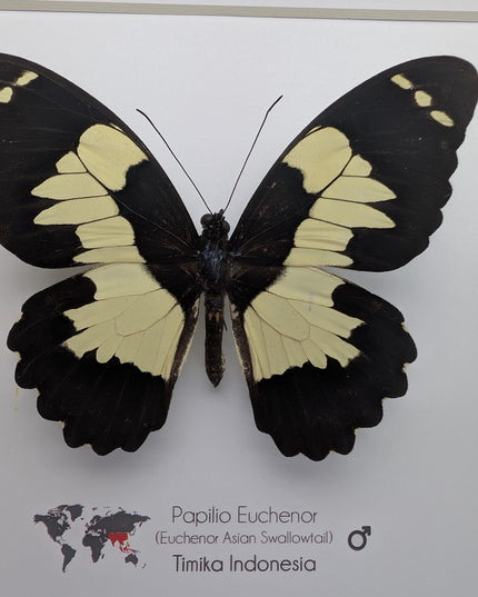 Framed papilio euchenor (front view) butterfly: black and white swallowtail, indonesia (8x8)