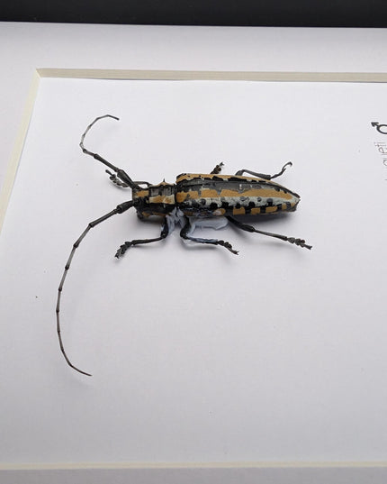 Deliathis buqueti  longhorn beetle, taxidermy bug, entomology present, beetle collection, nature art, natural history, ethically sourced