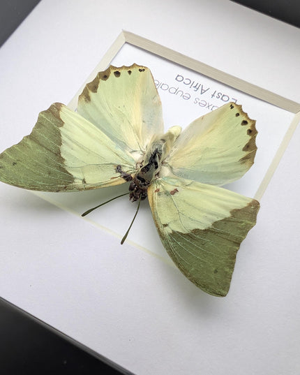 Framed charaxes eupale butterfly: green leaf mimic, 4"x4" display