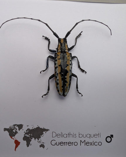 Deliathis buqueti  longhorn beetle, taxidermy bug, entomology present, beetle collection, nature art, natural history, ethically sourced