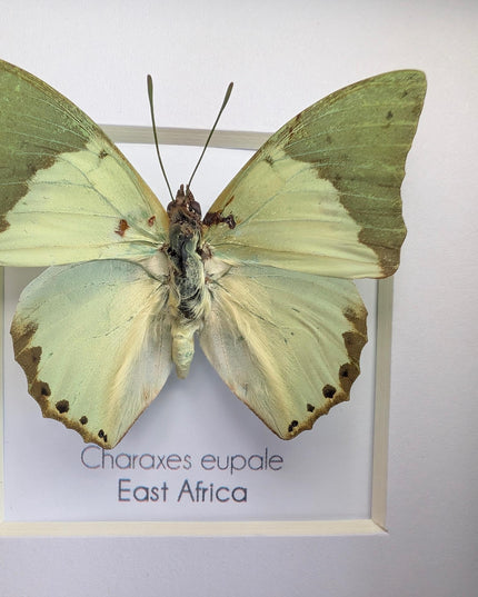 Framed charaxes eupale butterfly: green leaf mimic, 4"x4" display