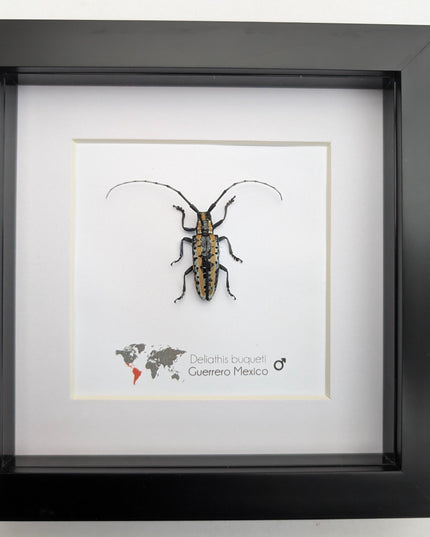 Deliathis buqueti  longhorn beetle, taxidermy bug, entomology present, beetle collection, nature art, natural history, ethically sourced