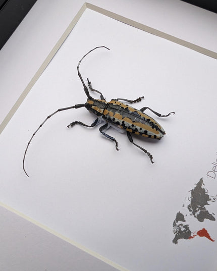 Deliathis buqueti  longhorn beetle, taxidermy bug, entomology present, beetle collection, nature art, natural history, ethically sourced