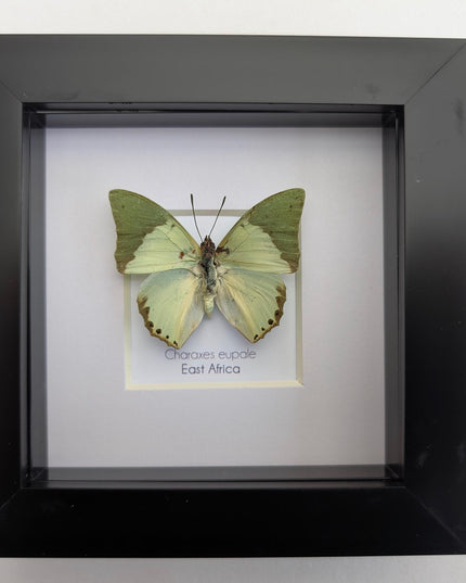 Framed charaxes eupale butterfly: green leaf mimic, 4"x4" display