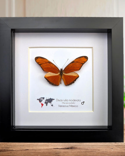 Framed Julia Butterfly Taxidermy, Entomology Wall Decor (6x6)