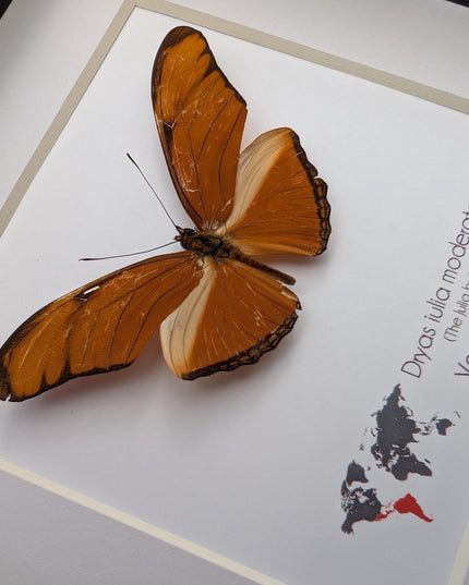 Framed Julia Butterfly Taxidermy, Entomology Wall Decor (6x6)