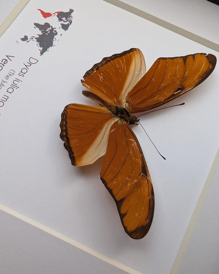 Framed Julia Butterfly Taxidermy, Entomology Wall Decor (6x6)