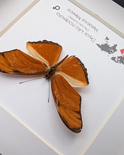 Framed Julia Butterfly Taxidermy, Entomology Wall Decor (6x6)