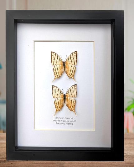 Framed Marpesia Harmonia Pair, Pale Daggerwing Butterfly, Nature Art (8" x 10")
