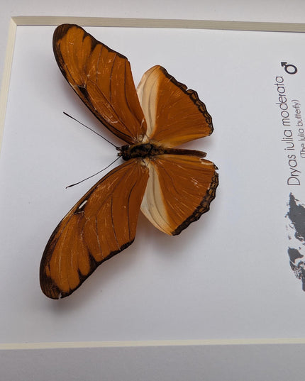 Framed Julia Butterfly Taxidermy, Entomology Wall Decor (6x6)