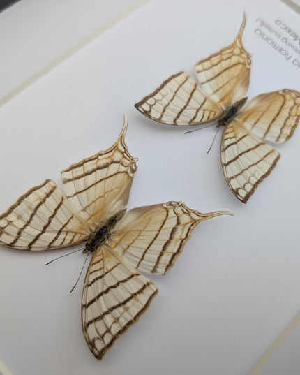 Framed Marpesia Harmonia Pair, Pale Daggerwing Butterfly, Nature Art (8" x 10")
