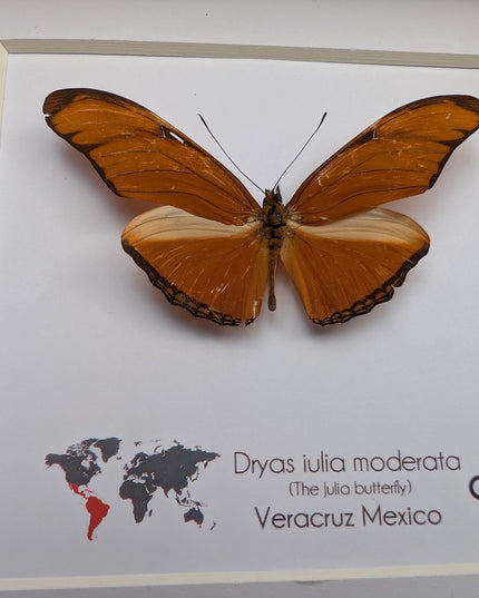 Framed Julia Butterfly Taxidermy, Entomology Wall Decor (6x6)