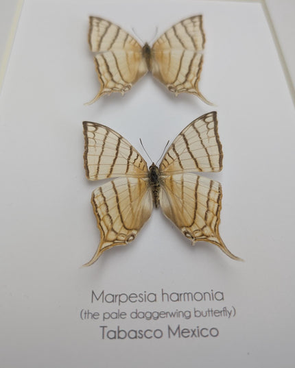 Framed Marpesia Harmonia Pair, Pale Daggerwing Butterfly, Nature Art (8" x 10")