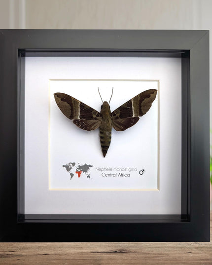 Framed african hawk moth: ethically sourced entomology display