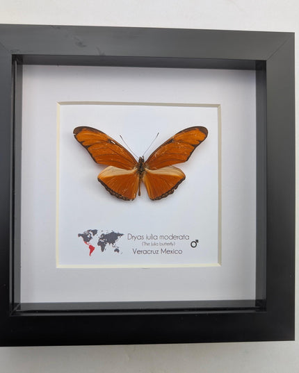 Framed Julia Butterfly Taxidermy, Entomology Wall Decor (6x6)