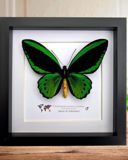 Green birdwing taxidermy butterfly, black frame (8x8)