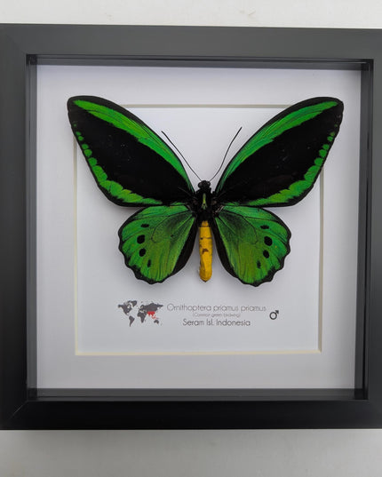 Green birdwing taxidermy butterfly, black frame (8x8)