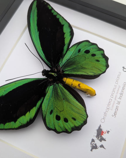 Green birdwing taxidermy butterfly, black frame (8x8)