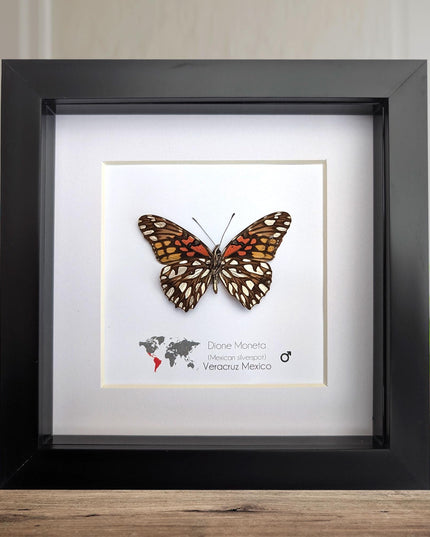 Framed Mexican Silverspot Butterfly Taxidermy: Ethically Sourced Entomology Art