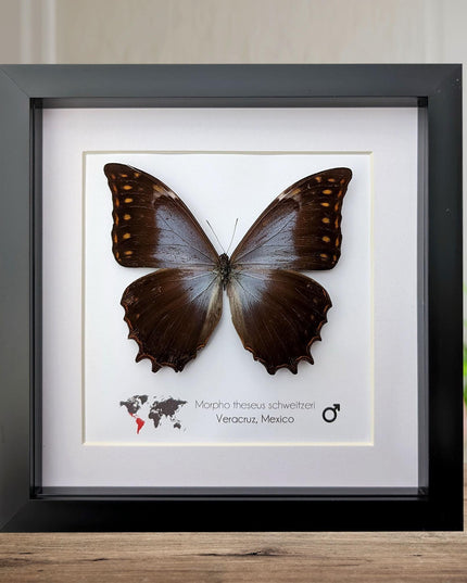 Purple Morpho Butterfly Display, Ethically Sourced Taxidermy Gift