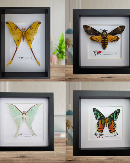 Framed Moths, Argema Mitrei, Urania Ripheus, Acheontia Atropos, Actias Ningpoana, Taxidermy Wall Decor