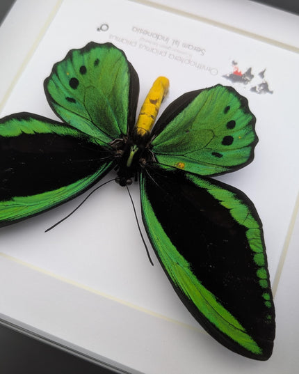 Green birdwing taxidermy butterfly, black frame (8x8)