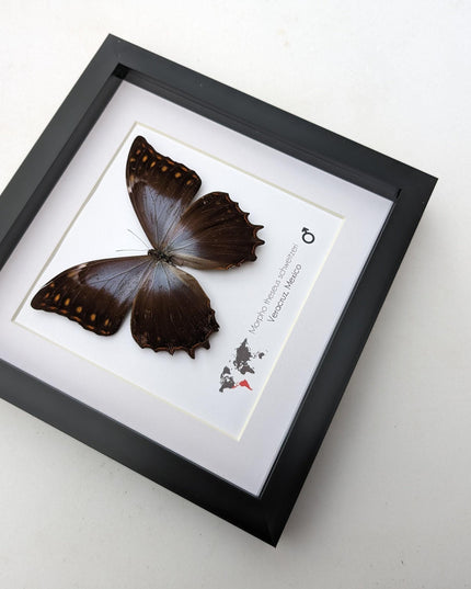 Purple Morpho Butterfly Display, Ethically Sourced Taxidermy Gift