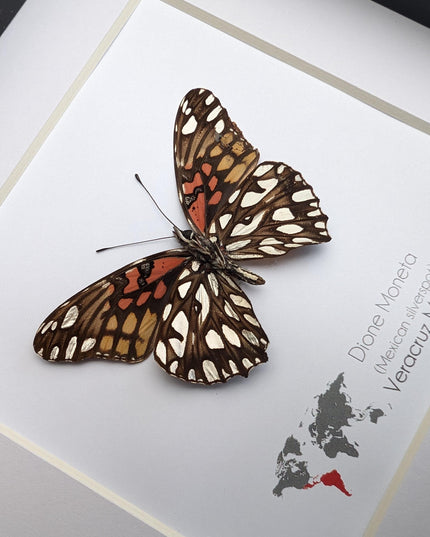 Framed Mexican Silverspot Butterfly Taxidermy: Ethically Sourced Entomology Art